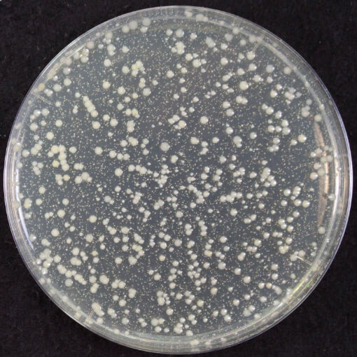 UV照射前イメージ