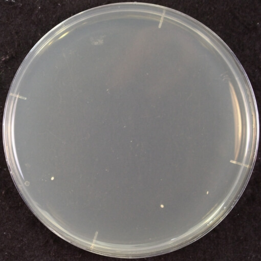 UV照射15分後イメージ